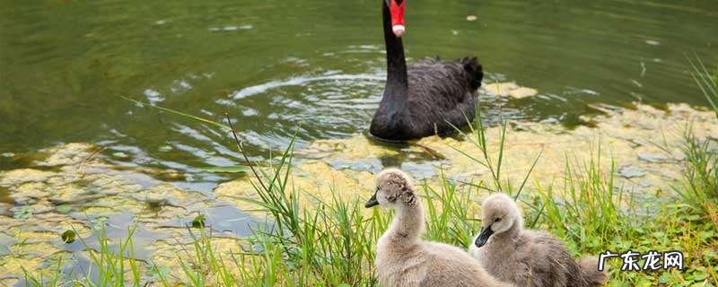 鹅苗怎么喂养才是最佳方法？鹅苗饲喂规律和注意事项