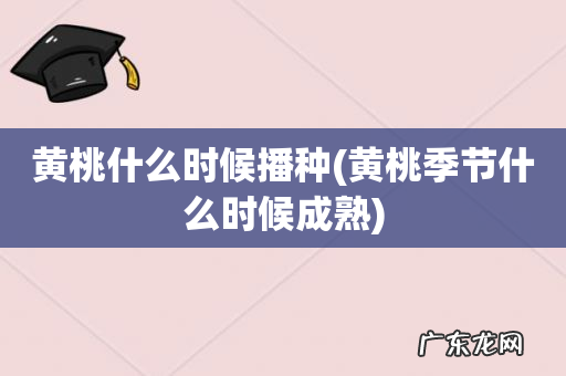 黄桃季节什么时候成熟 黄桃什么时候播种