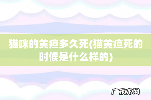 猫黄疸死的时候是什么样的 猫咪的黄疸多久死