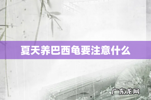 夏天养巴西龟要注意什么