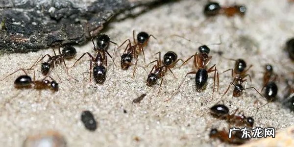 如何消灭家里的蚂蚁?