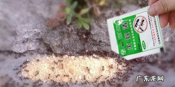 如何消灭家里的蚂蚁?