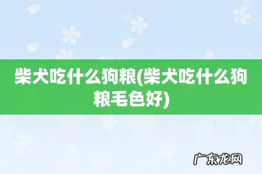 柴犬吃什么狗粮毛色好 柴犬吃什么狗粮