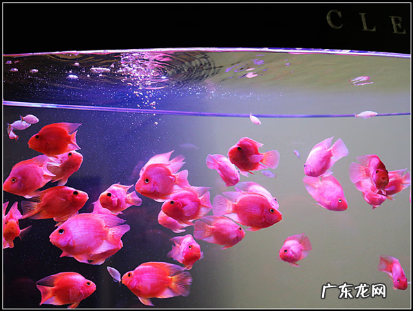 鹦鹉养几只比较好 鹦鹉养几条好