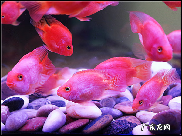 鹦鹉养几只比较好 鹦鹉养几条好