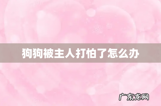 狗狗被主人打怕了怎么办