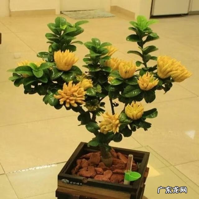 佛手柑精油能在脸上按摩吗 佛手柑油加工