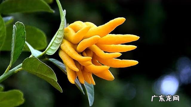 佛手柑精油能在脸上按摩吗 佛手柑油加工