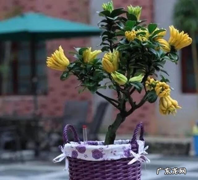 佛手柑精油能在脸上按摩吗 佛手柑油加工