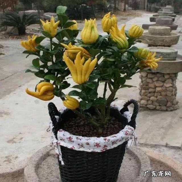 佛手柑精油能在脸上按摩吗 佛手柑油加工