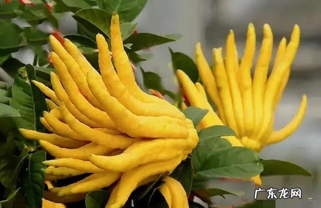 佛手柑精油能在脸上按摩吗 佛手柑油加工