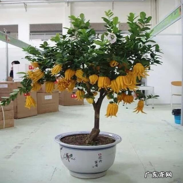 佛手柑精油能在脸上按摩吗 佛手柑油加工