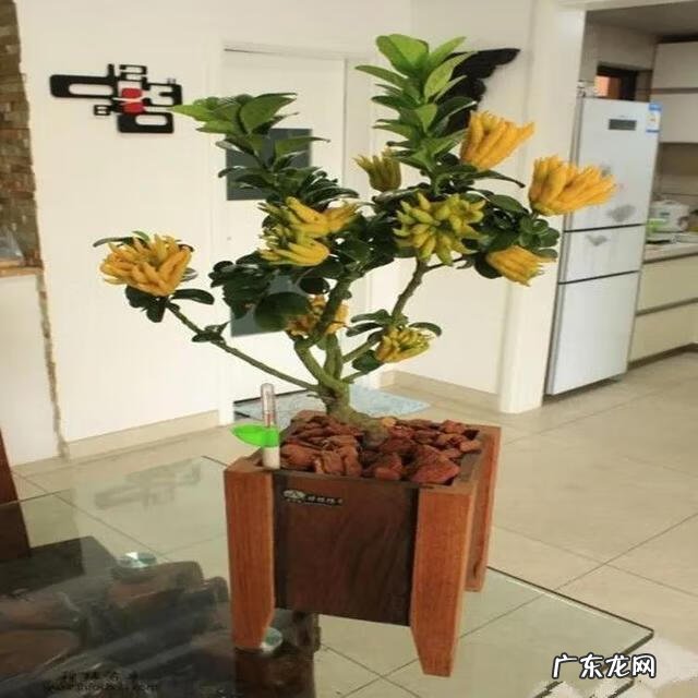 佛手柑精油能在脸上按摩吗 佛手柑油加工