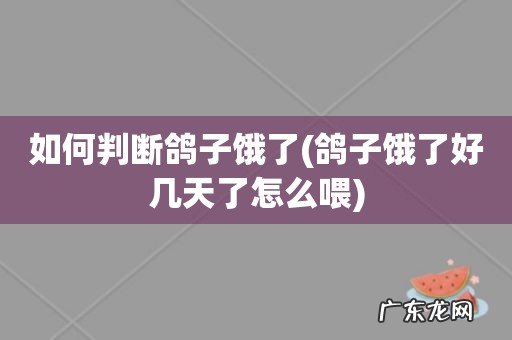 鸽子饿了好几天了怎么喂 如何判断鸽子饿了
