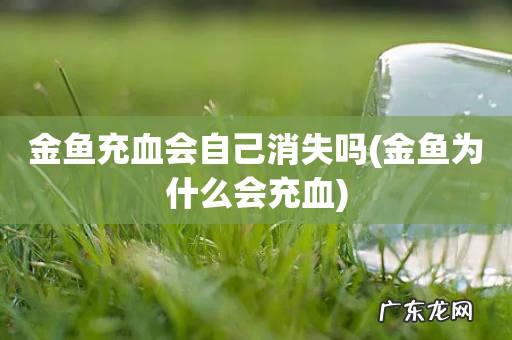 金鱼为什么会充血 金鱼充血会自己消失吗