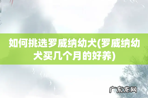 罗威纳幼犬买几个月的好养 如何挑选罗威纳幼犬