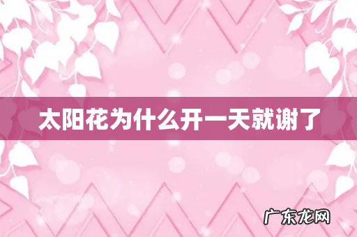 太阳花为什么开一天就谢了