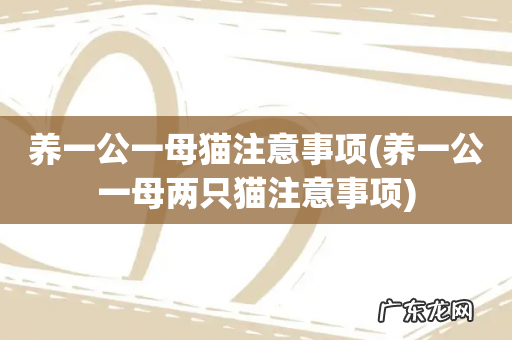 养一公一母两只猫注意事项 养一公一母猫注意事项