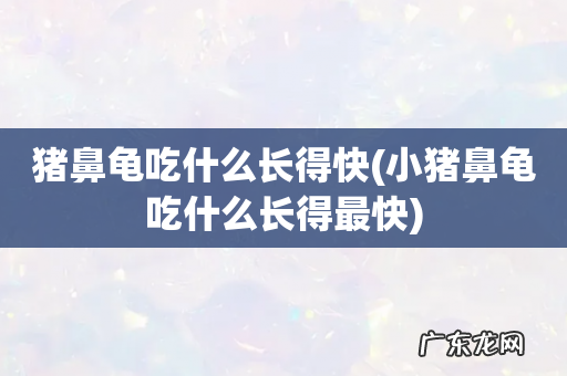 小猪鼻龟吃什么长得最快 猪鼻龟吃什么长得快