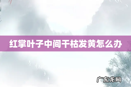 红掌叶子中间干枯发黄怎么办