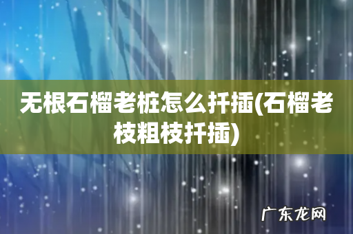 石榴老枝粗枝扦插 无根石榴老桩怎么扦插