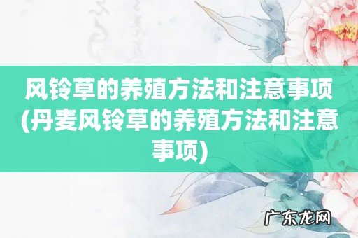 丹麦风铃草的养殖方法和注意事项 风铃草的养殖方法和注意事项