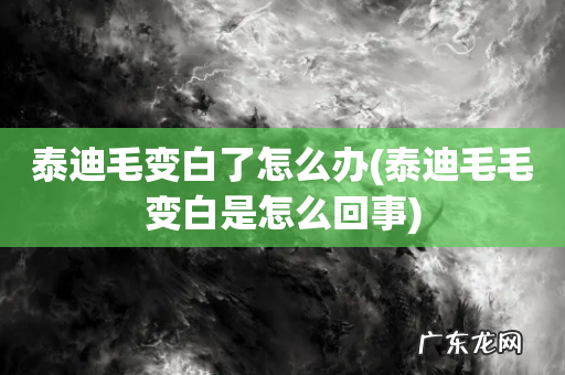 泰迪毛毛变白是怎么回事 泰迪毛变白了怎么办