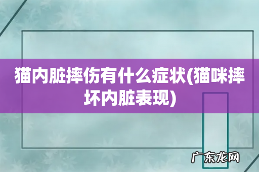 猫咪摔坏内脏表现 猫内脏摔伤有什么症状
