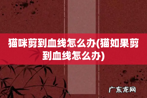 猫如果剪到血线怎么办 猫咪剪到血线怎么办