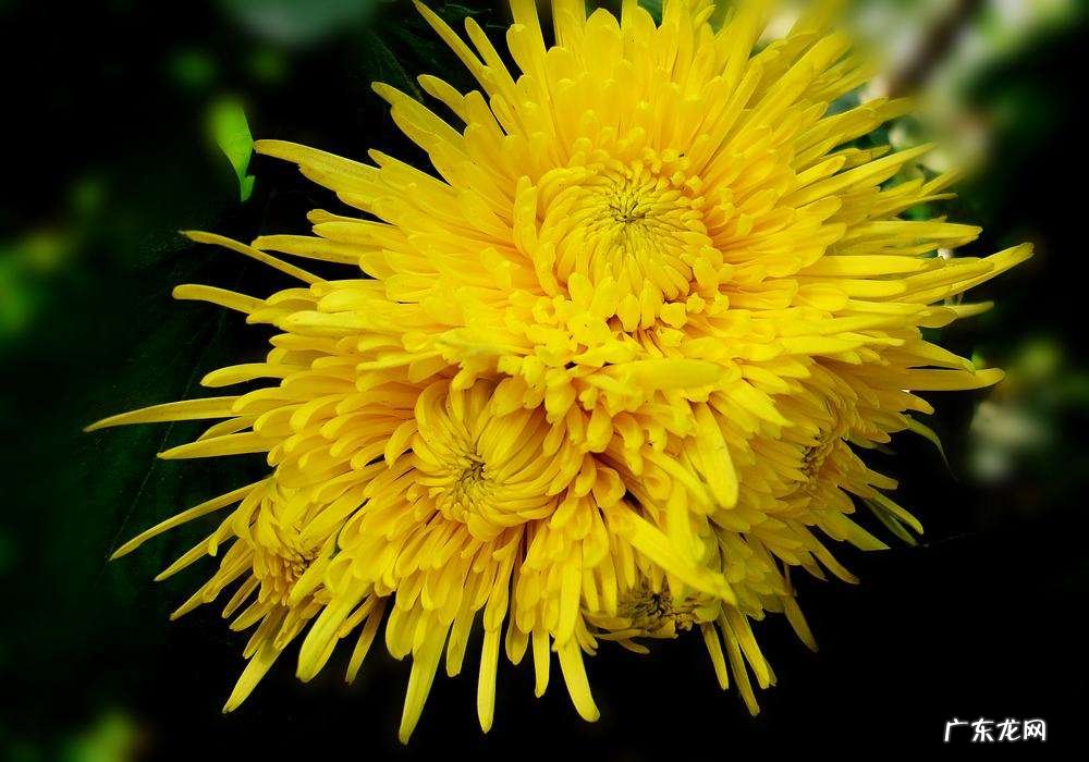 黄色菊花花语有什么意思?黄色菊花花语介绍