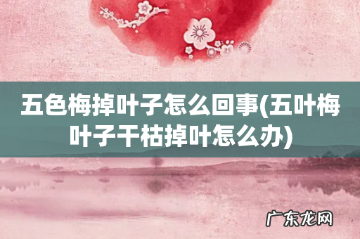 五叶梅叶子干枯掉叶怎么办 五色梅掉叶子怎么回事