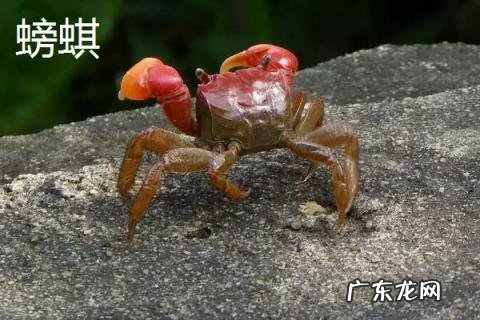 什么是螃蜞？螃蜞和螃蟹有什么区别？