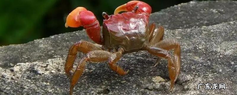 什么是螃蜞？螃蜞和螃蟹有什么区别？