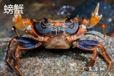 什么是螃蜞？螃蜞和螃蟹有什么区别？