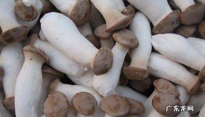 杏鲍菇不能和什么一起吃?吃杏鲍菇的注意事项