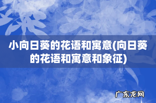 向日葵的花语和寓意和象征 小向日葵的花语和寓意