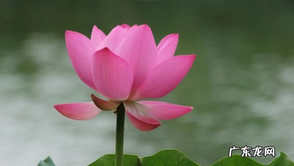 广东哪些公园有荷花?广州哪些公园有荷花看?