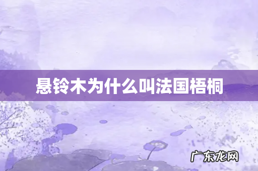 悬铃木为什么叫法国梧桐