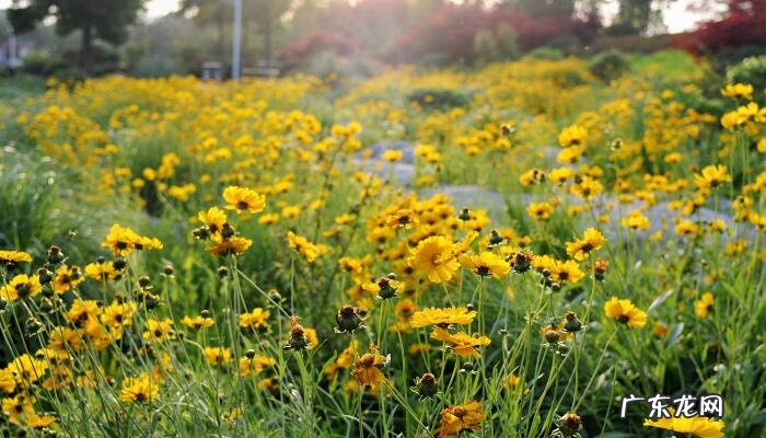 太阳花的花语是什么?