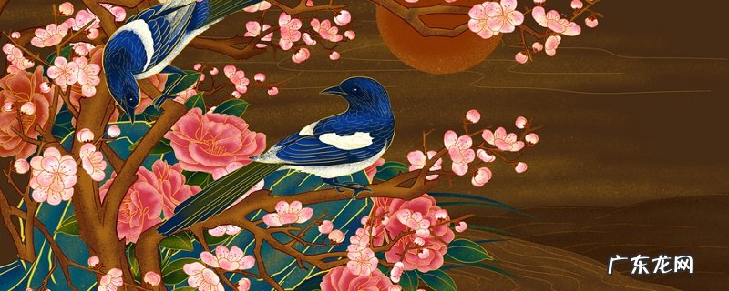 太阳花的花语是什么?