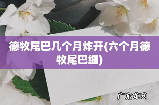 六个月德牧尾巴细 德牧尾巴几个月炸开