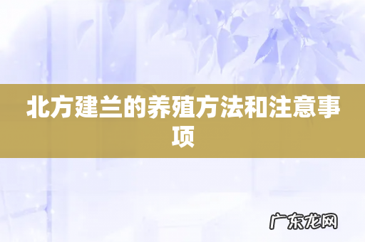 北方建兰的养殖方法和注意事项