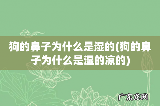狗的鼻子为什么是湿的凉的 狗的鼻子为什么是湿的