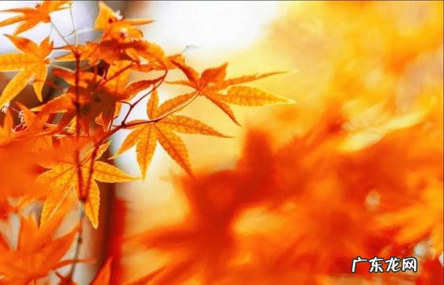 能动英语怎么样,靠谱吗 能动英语怎么样?好不好