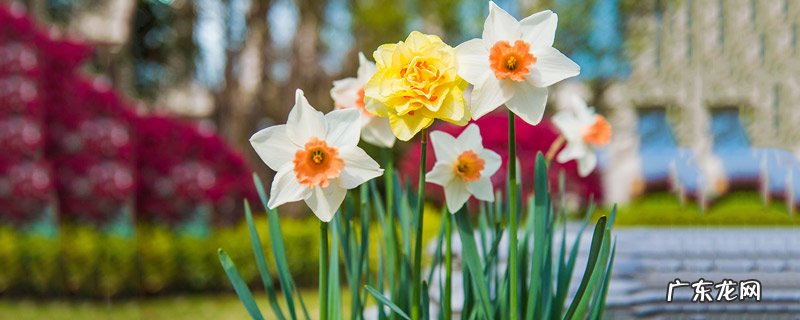 水仙花的花语是什么?