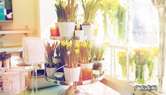 水仙花的花语是什么?