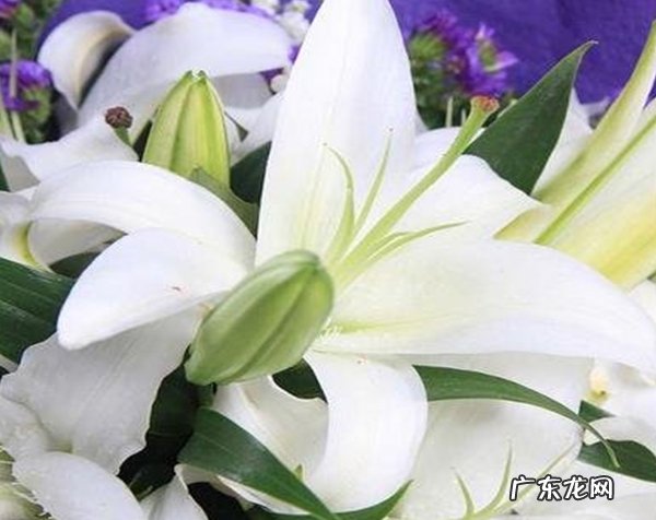 百合花的花语是什么？在什么情况下送百合花？