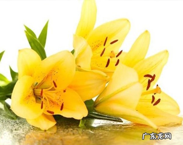 百合花的花语是什么？在什么情况下送百合花？