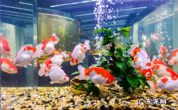 百家讲坛大风水 百家讲坛风水中的金鱼