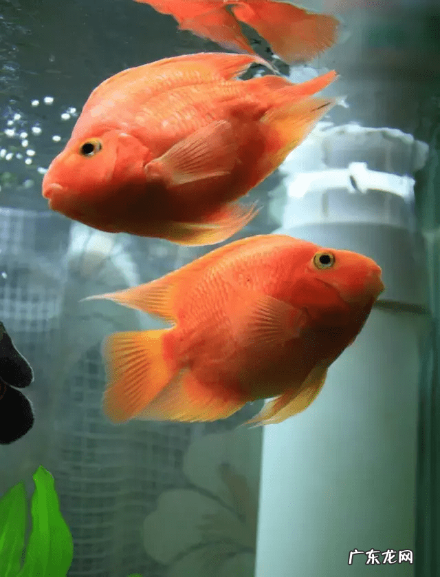 百家讲坛大风水 百家讲坛风水中的金鱼